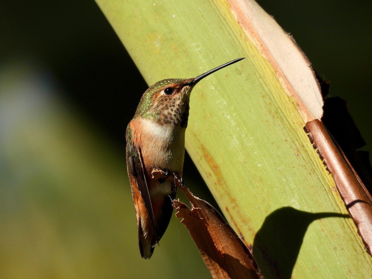 Colibrí de Allen - ML646496580
