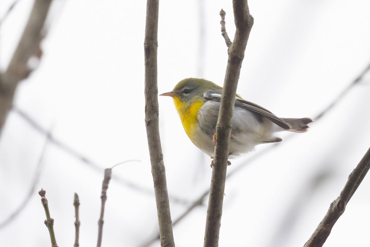 Northern Parula - ML646496581