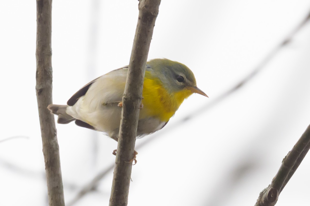 Northern Parula - ML646496582