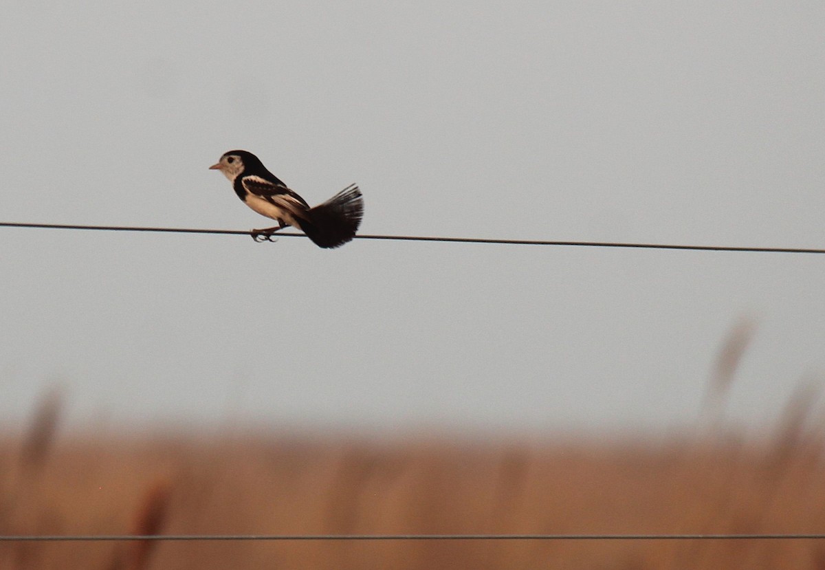 Yetapá Chico - ML646496583
