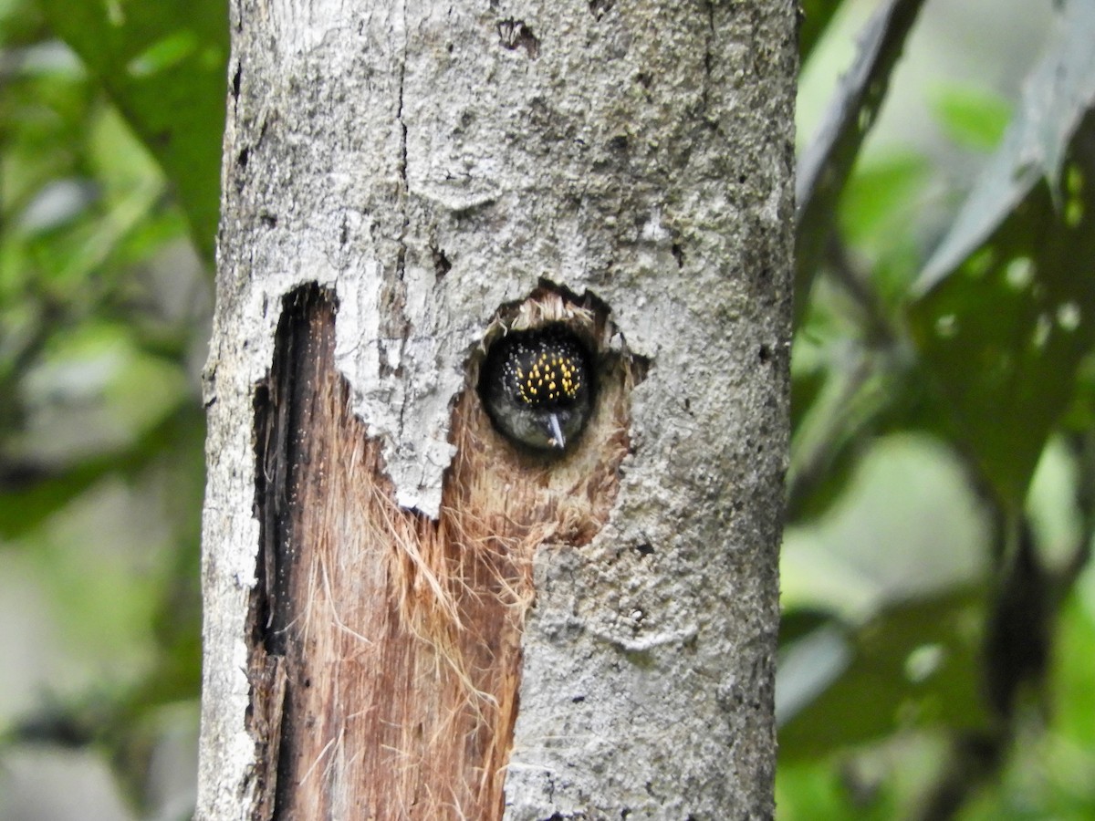 Grayish Piculet - ML646496584