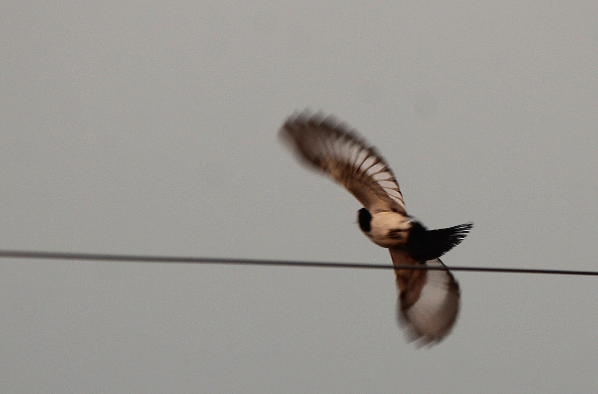 Yetapá Chico - ML646496585