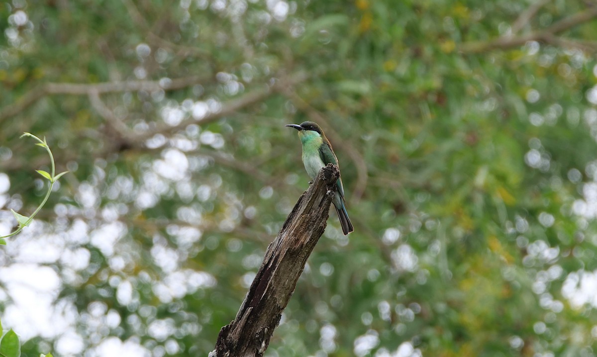 Blue-throated Bee-eater - ML646496588