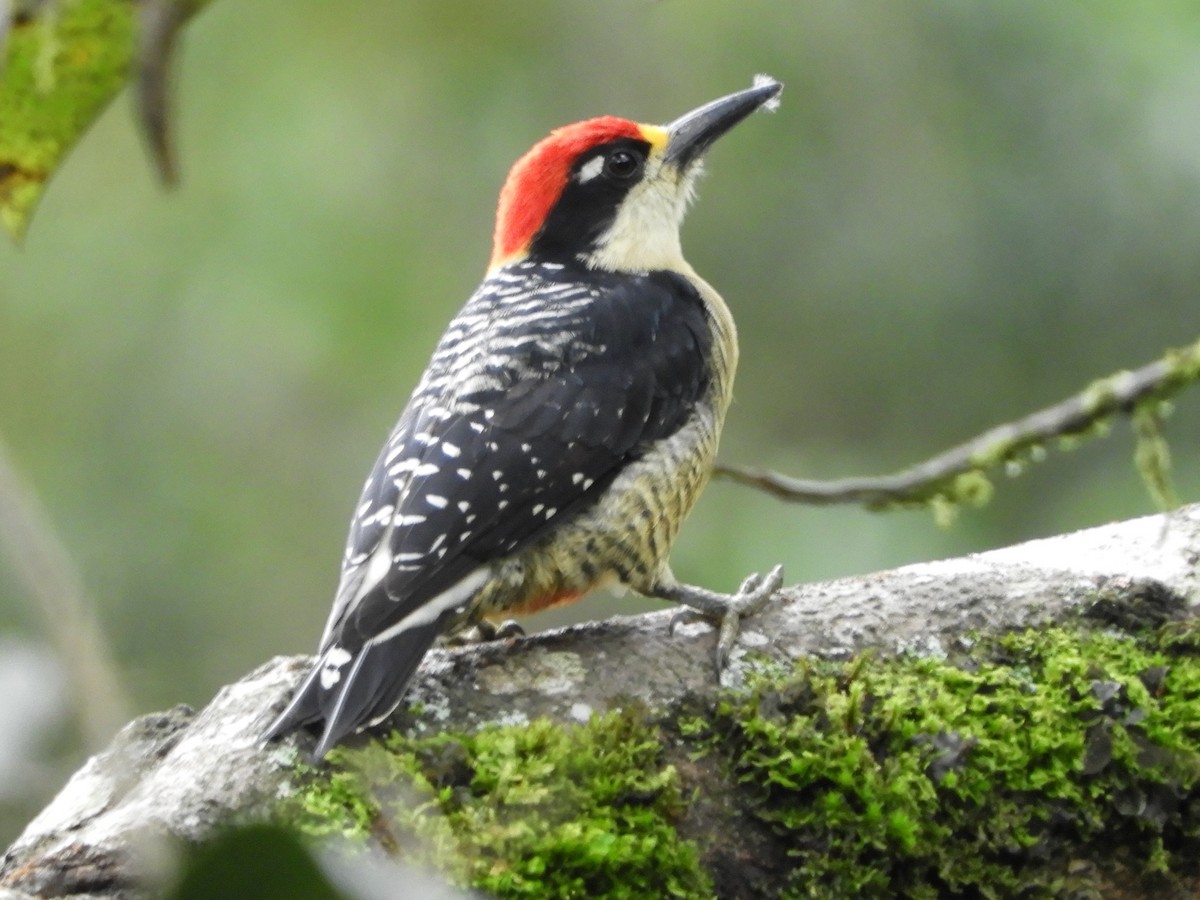 Black-cheeked Woodpecker - ML646496589