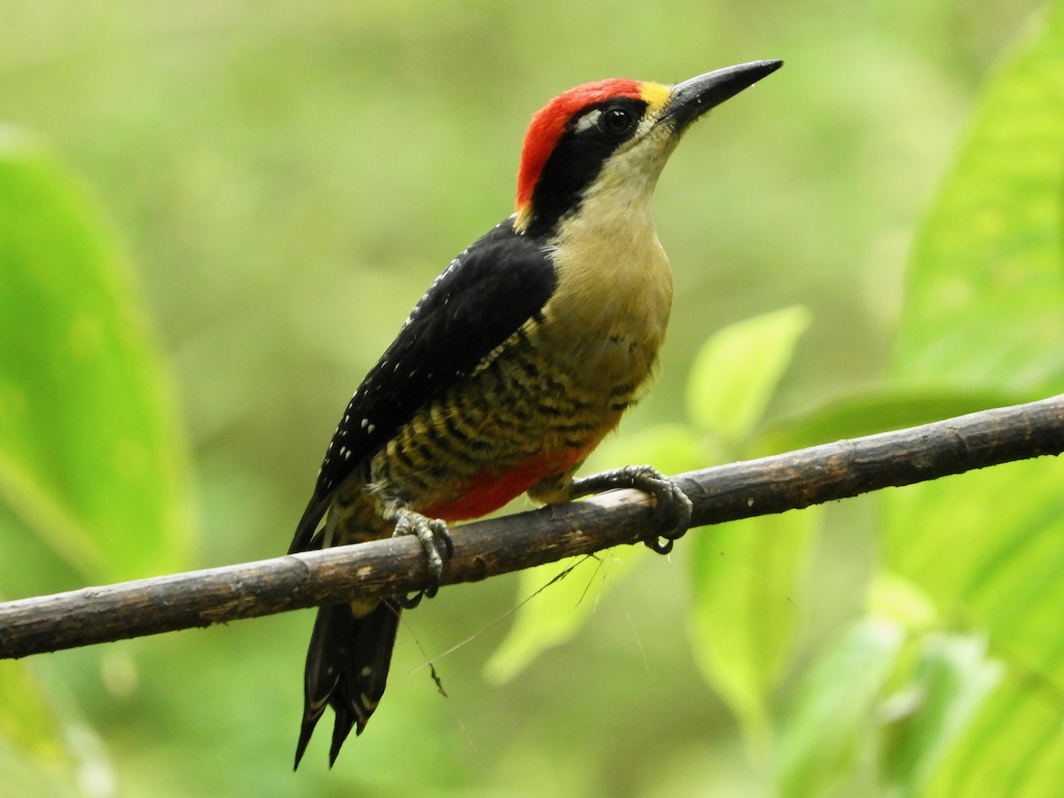 Black-cheeked Woodpecker - ML646496590