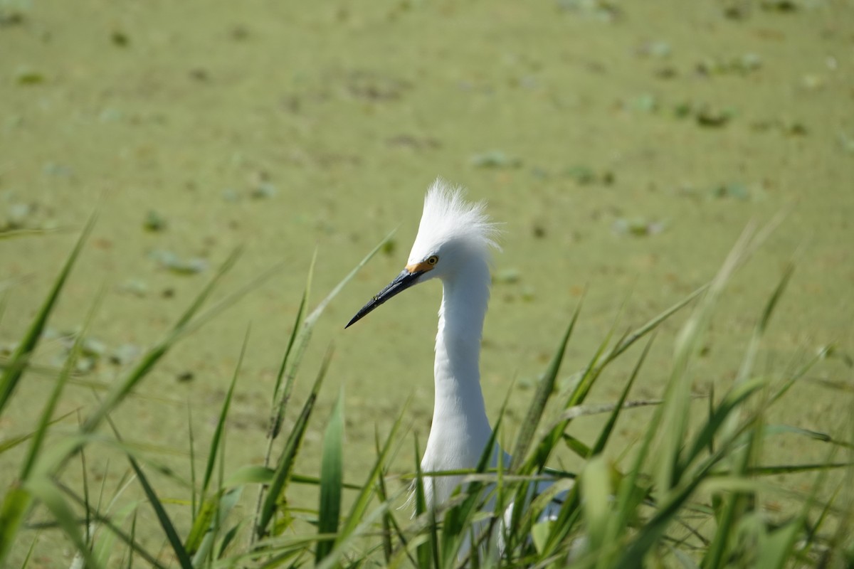 ユキコサギ - ML646496593