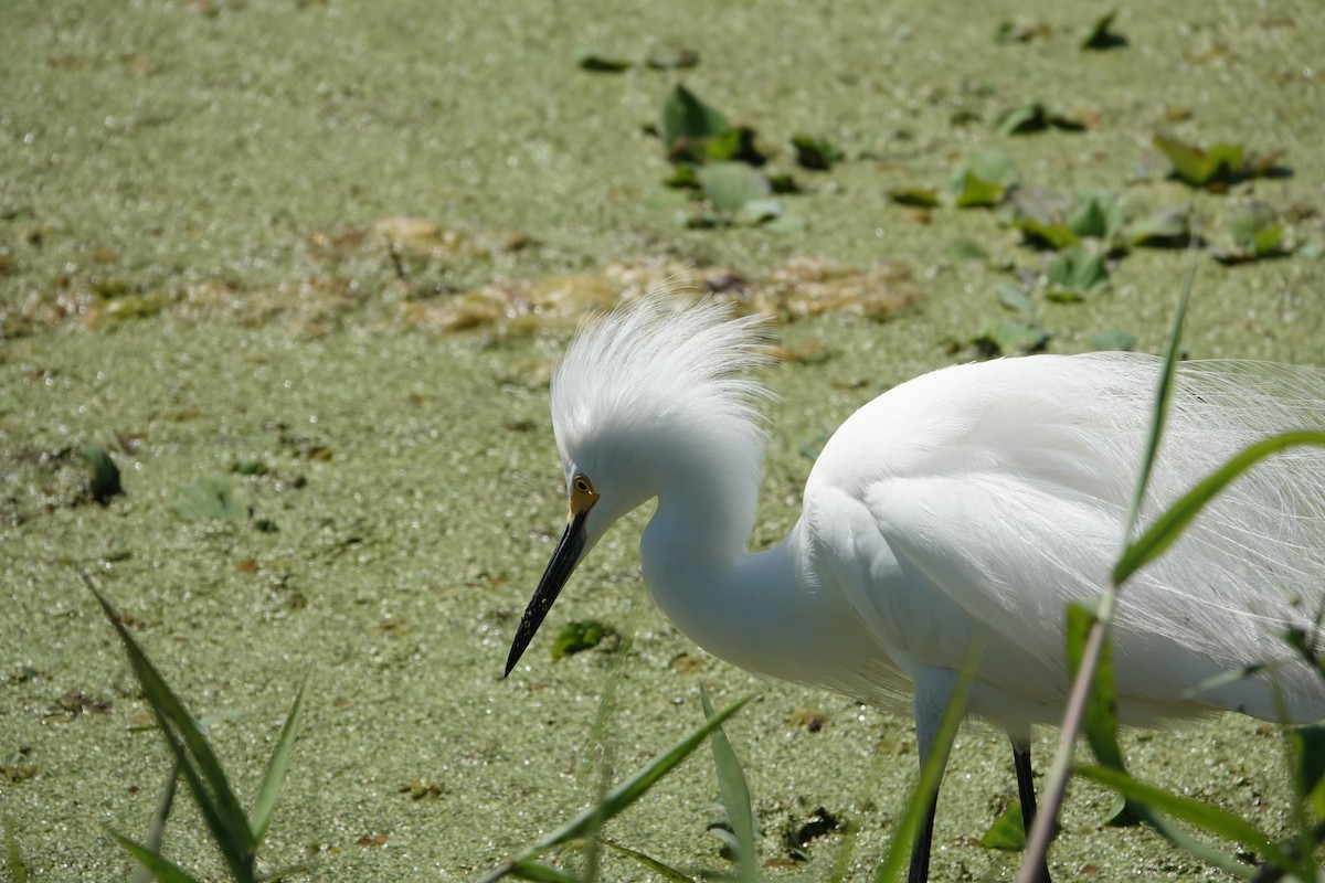 ユキコサギ - ML646496594