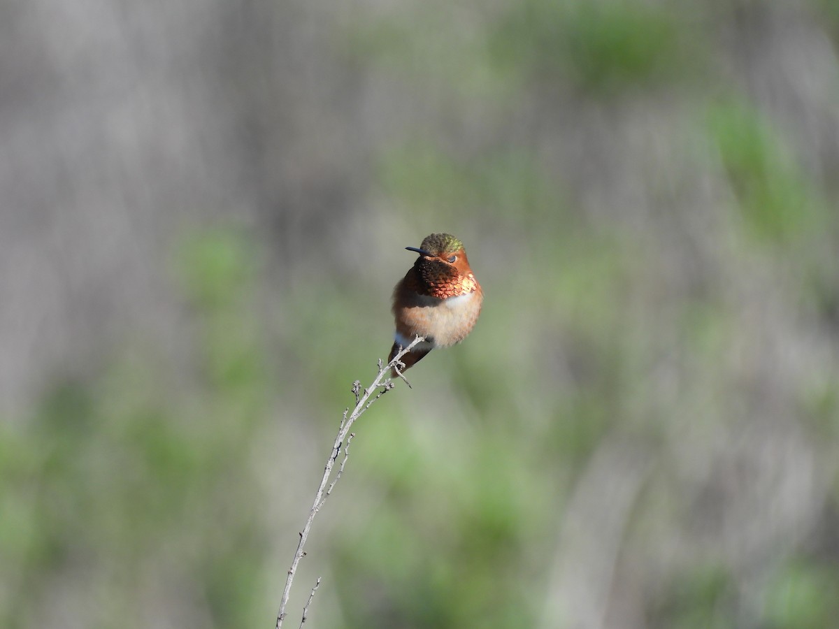 Colibrí Rufo/de Allen - ML646496595