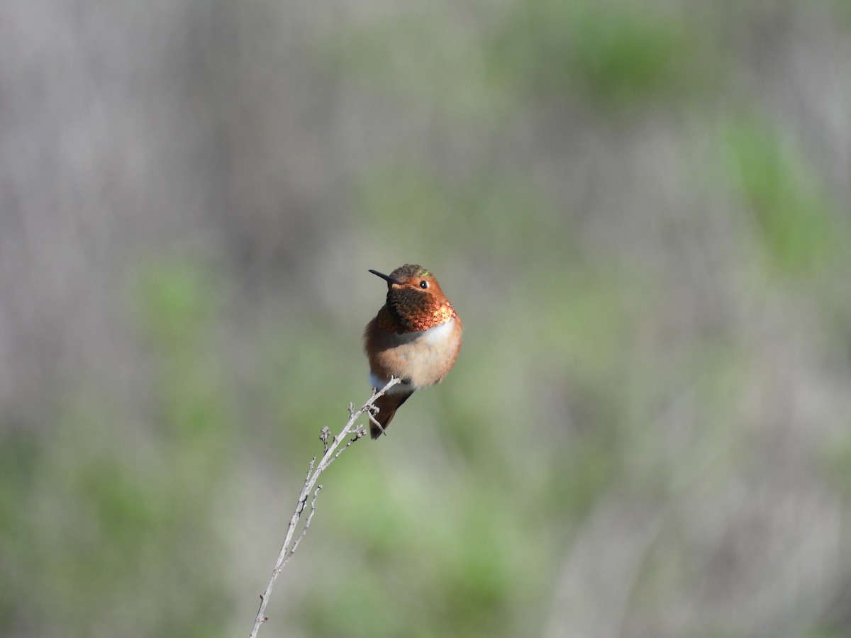 Colibrí Rufo/de Allen - ML646496596