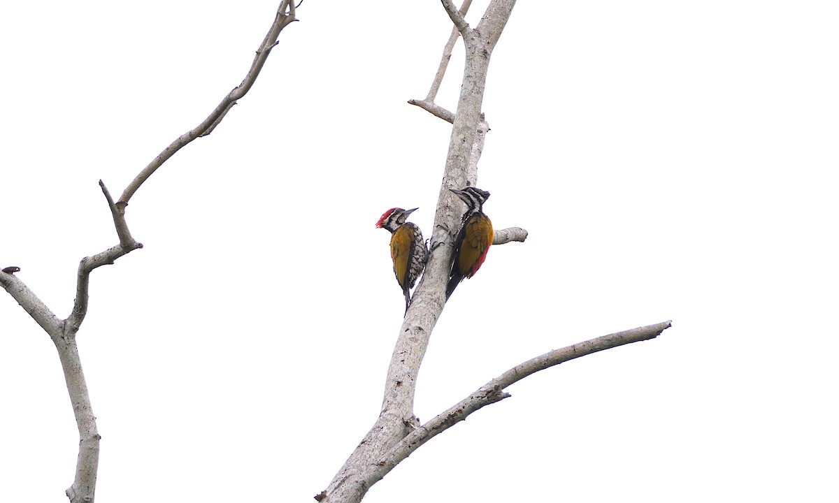 Common Flameback - ML646496597
