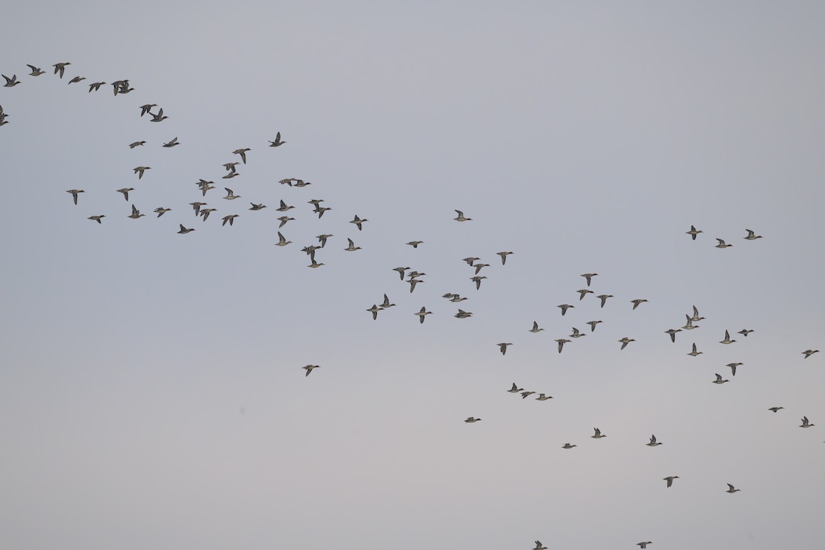 Green-winged Teal - ML646496603