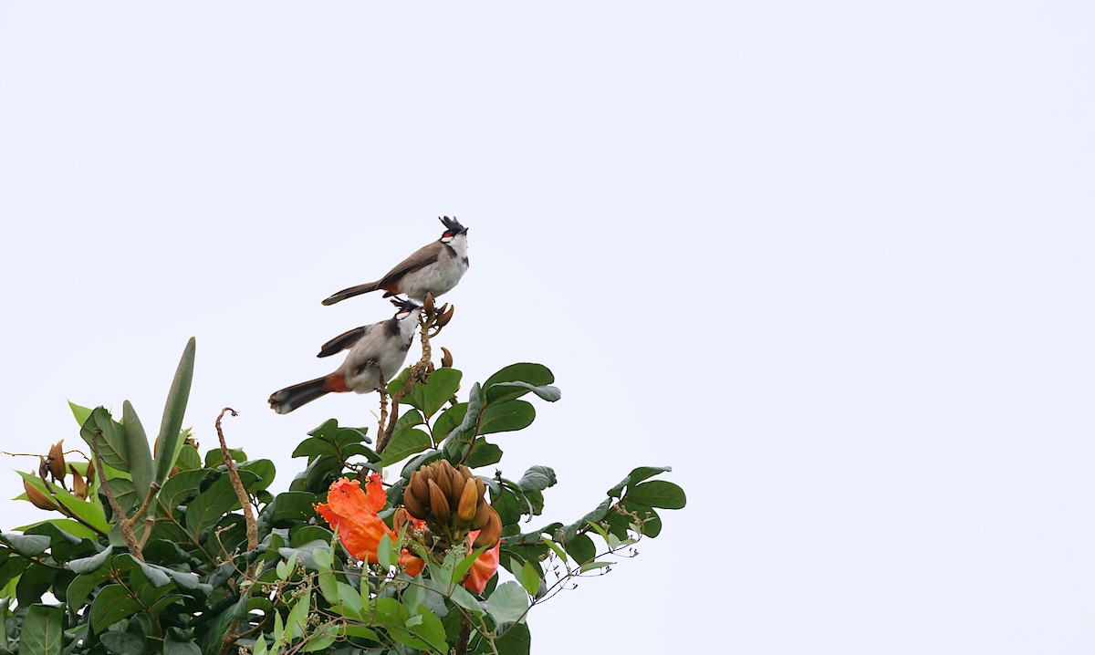 Red-whiskered Bulbul - ML646496607