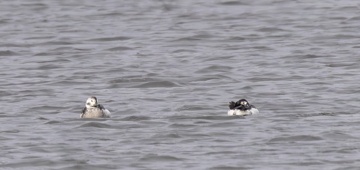 Long-tailed Duck - ML646496608