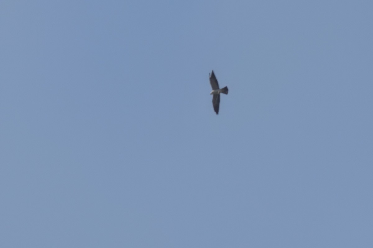 Mississippi Kite - ML646496611