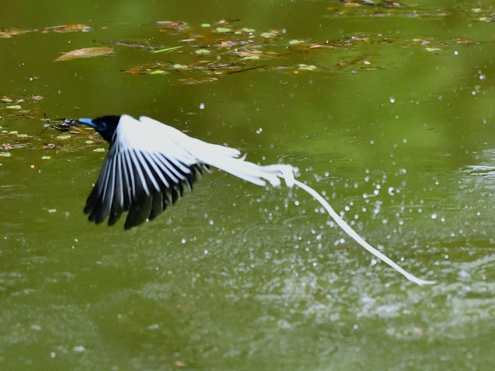 カワリサンコウチョウ - ML646496612
