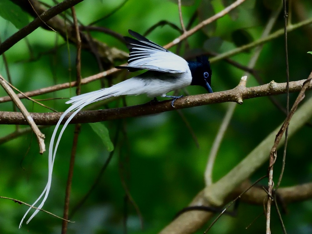 カワリサンコウチョウ - ML646496613