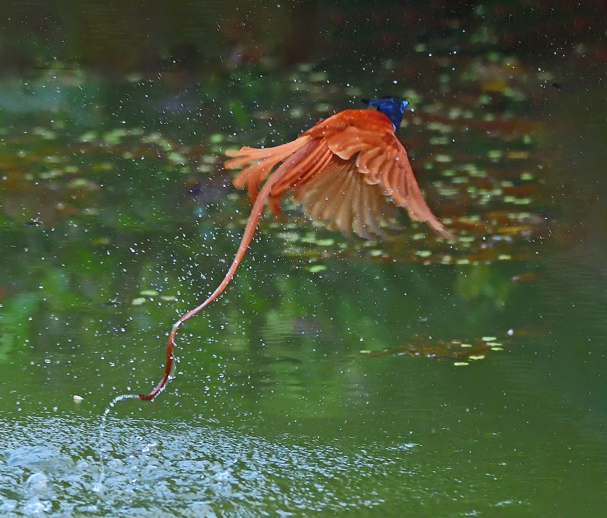 カワリサンコウチョウ - ML646496614