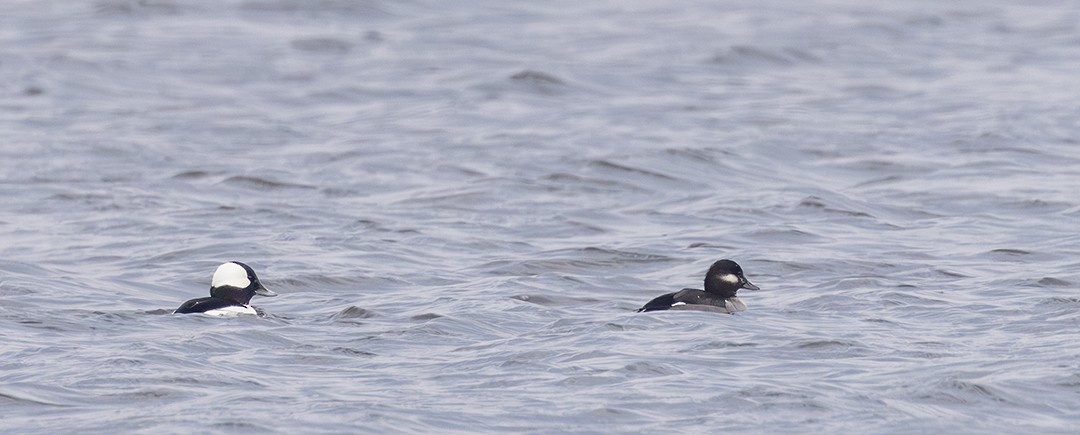 Bufflehead - ML646496615