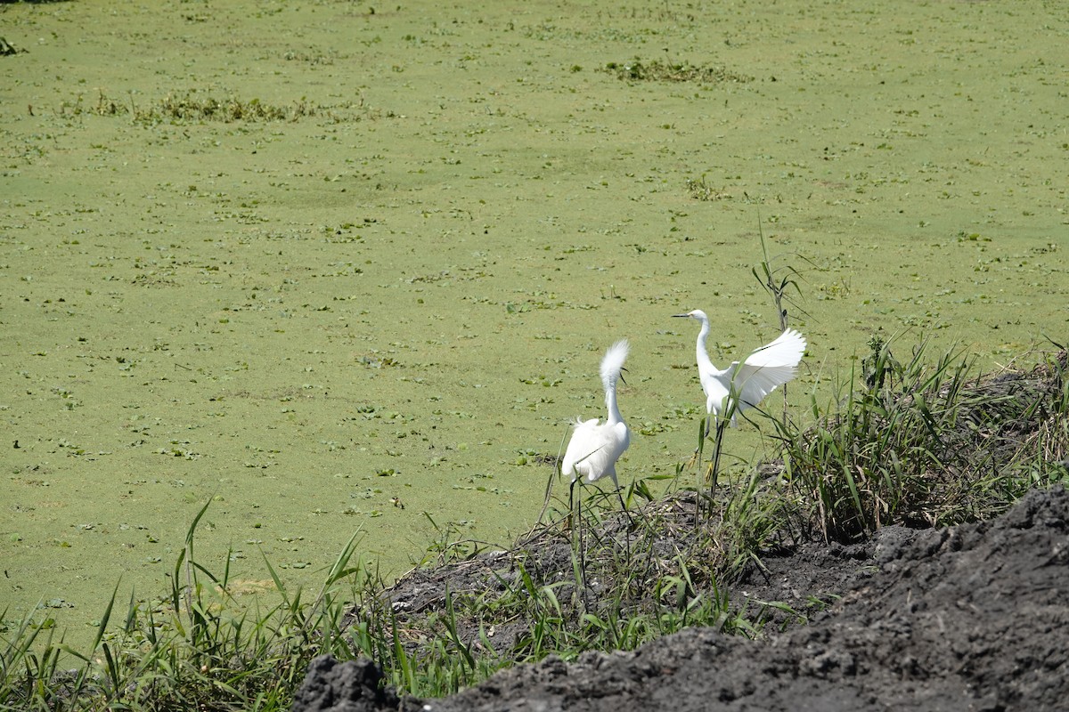 ユキコサギ - ML646496620