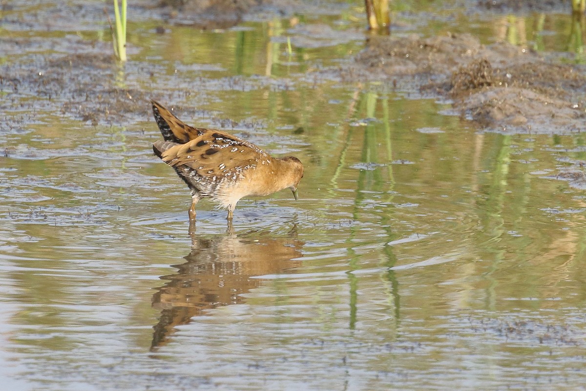 Baillon's Crake - ML646496621