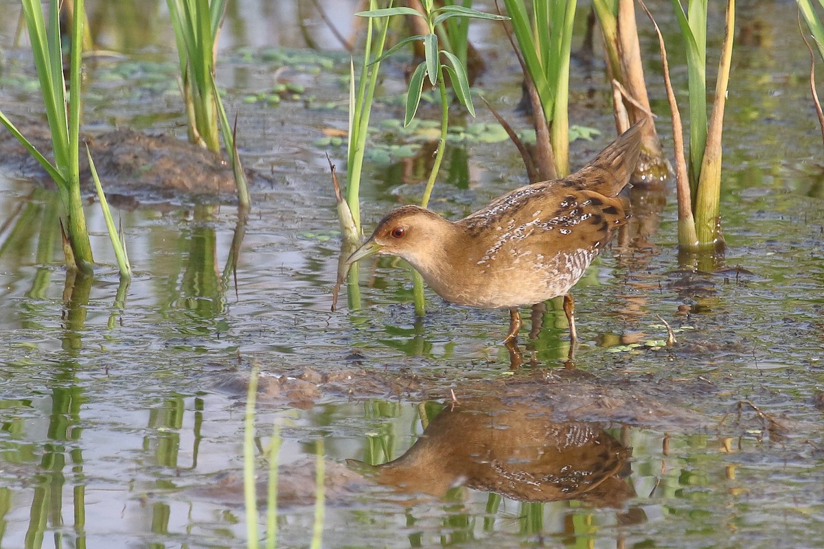 Baillon's Crake - ML646496622