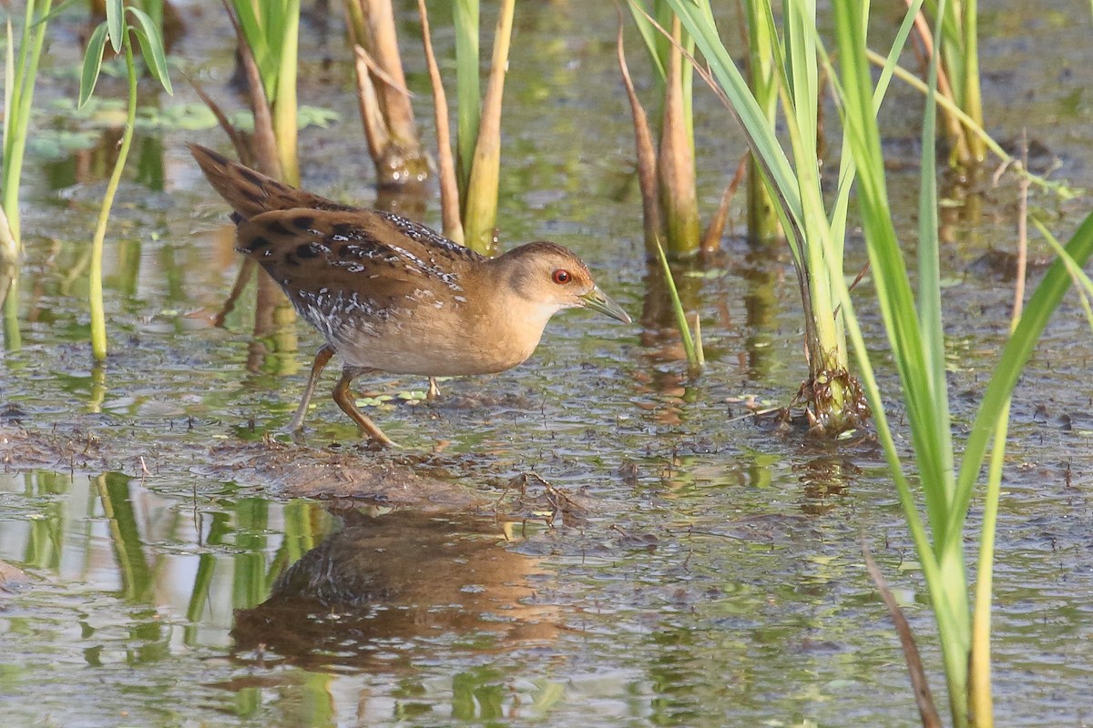 Baillon's Crake - ML646496624
