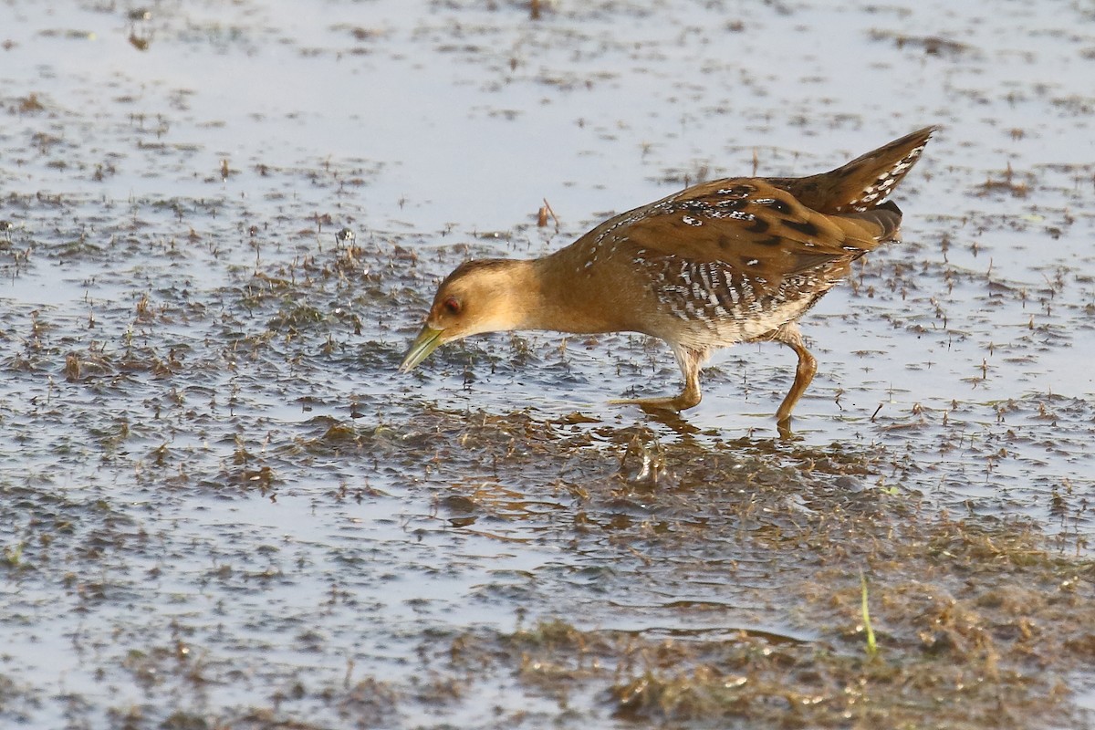 Baillon's Crake - ML646496626