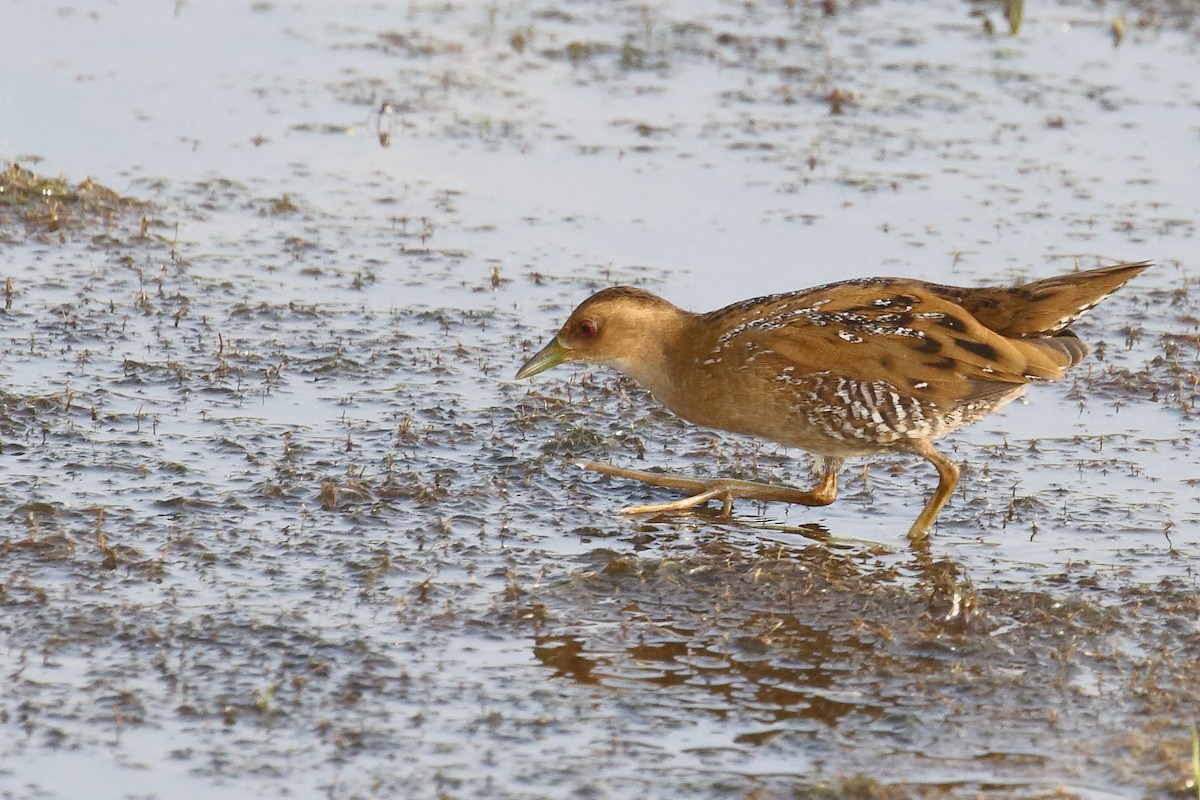 Baillon's Crake - ML646496628