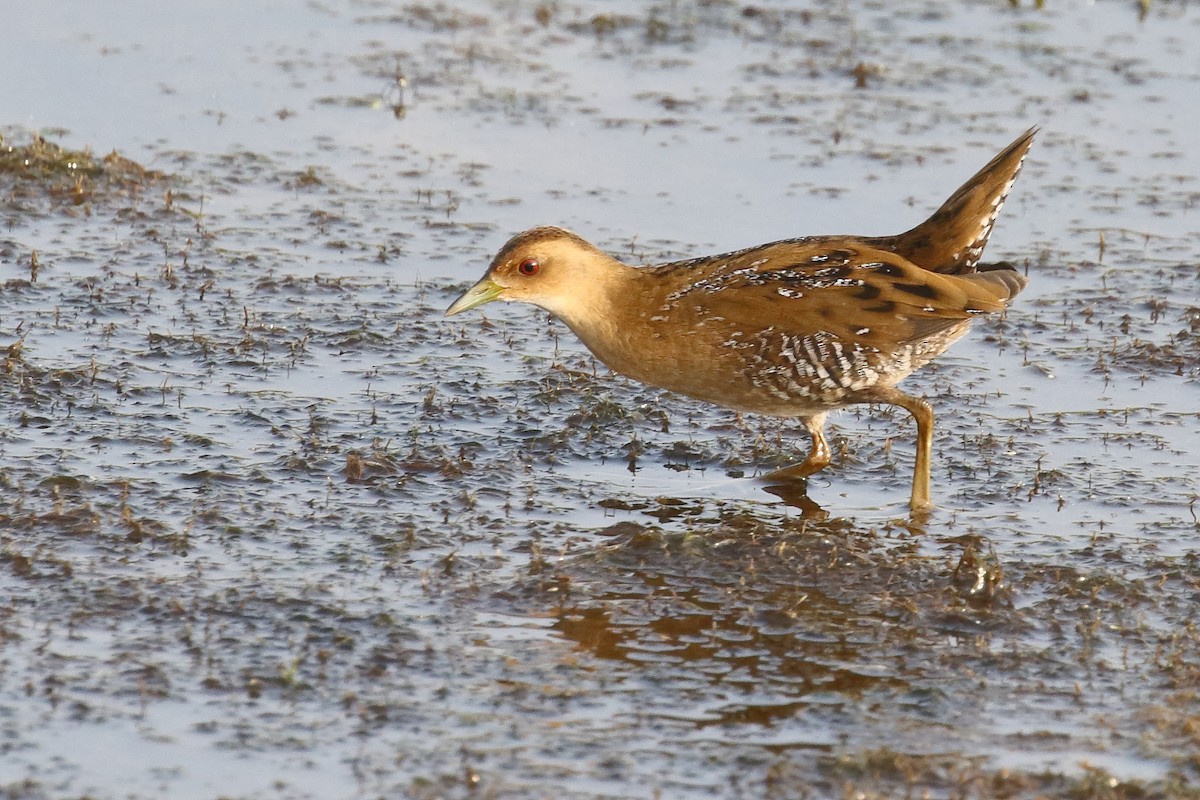 Baillon's Crake - ML646496630