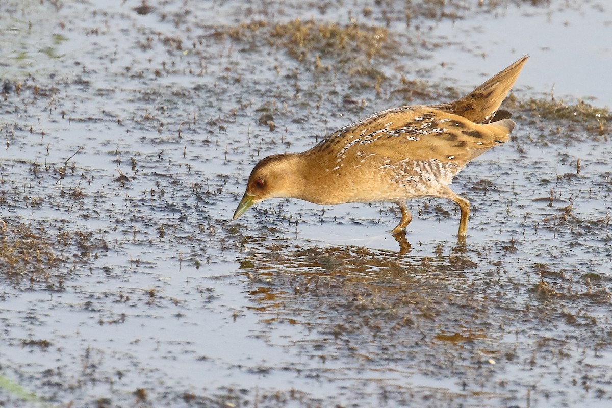 Baillon's Crake - ML646496631