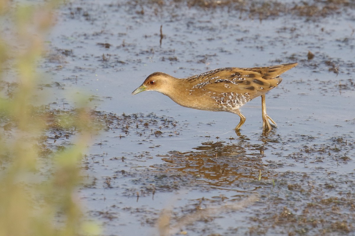 Baillon's Crake - ML646496632