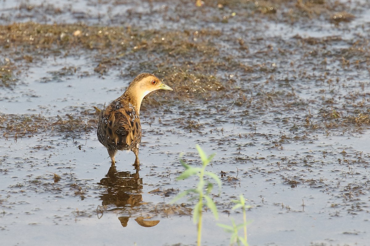 Baillon's Crake - ML646496634