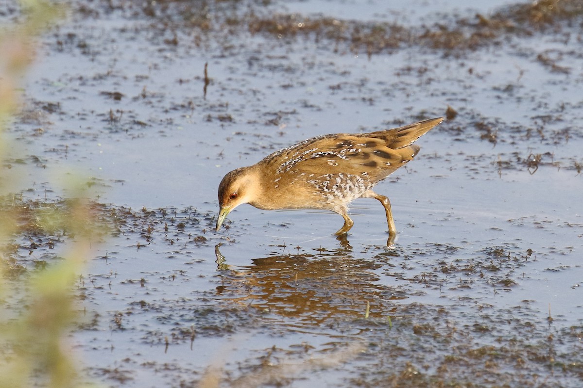 Baillon's Crake - ML646496639