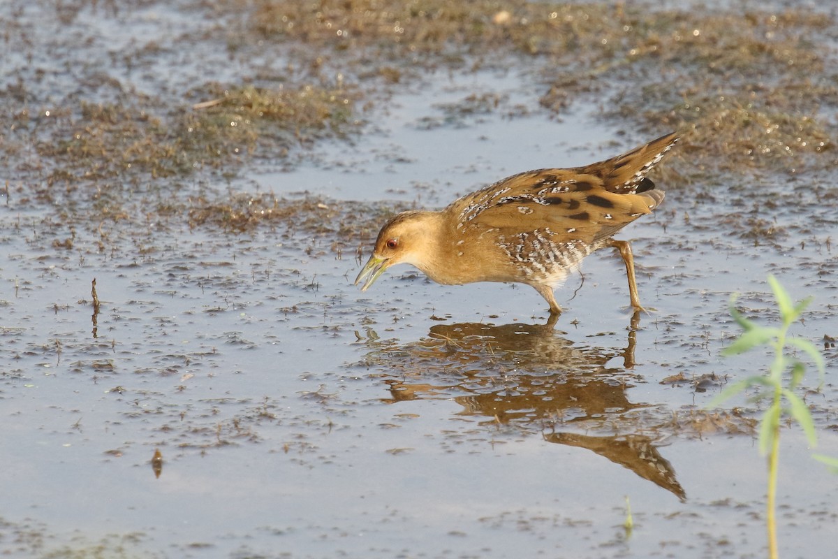 Baillon's Crake - ML646496644