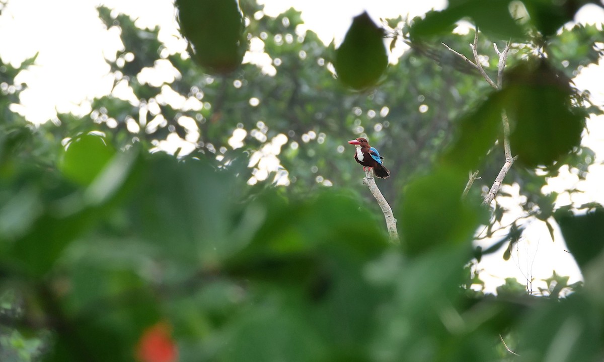 White-throated Kingfisher - ML646496647