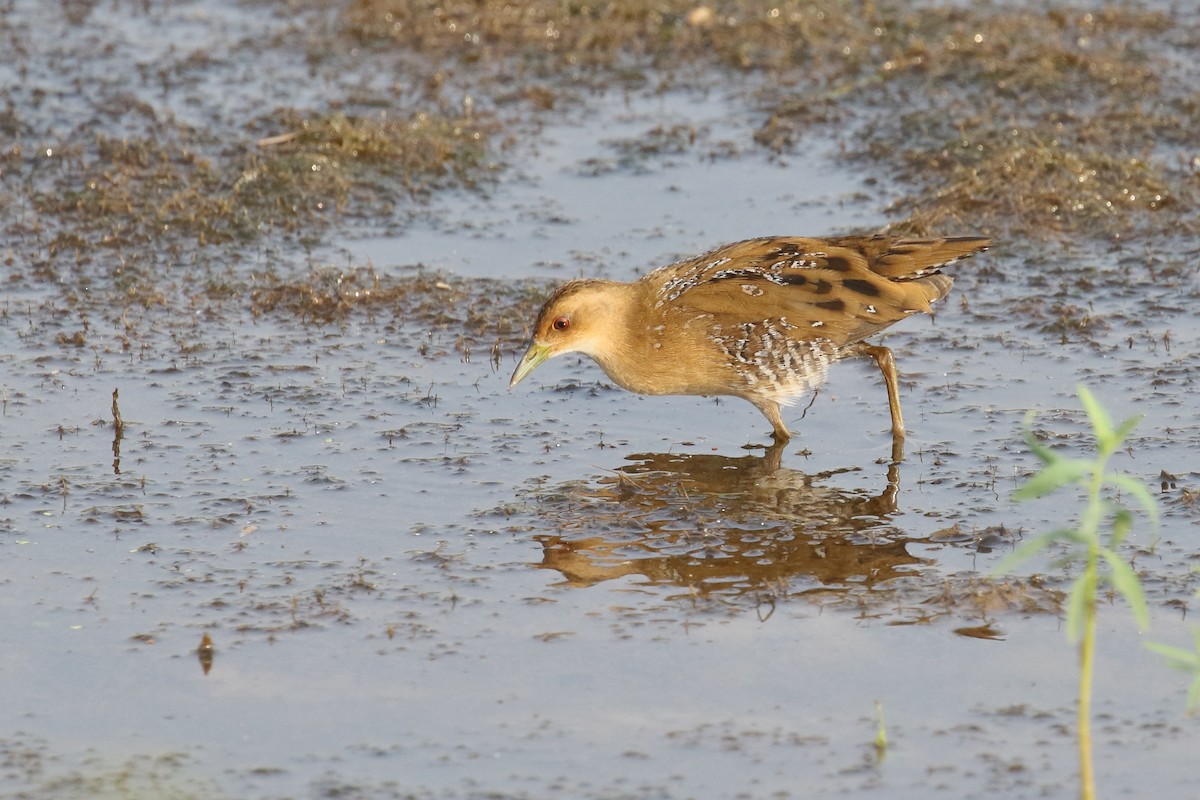 Baillon's Crake - ML646496651