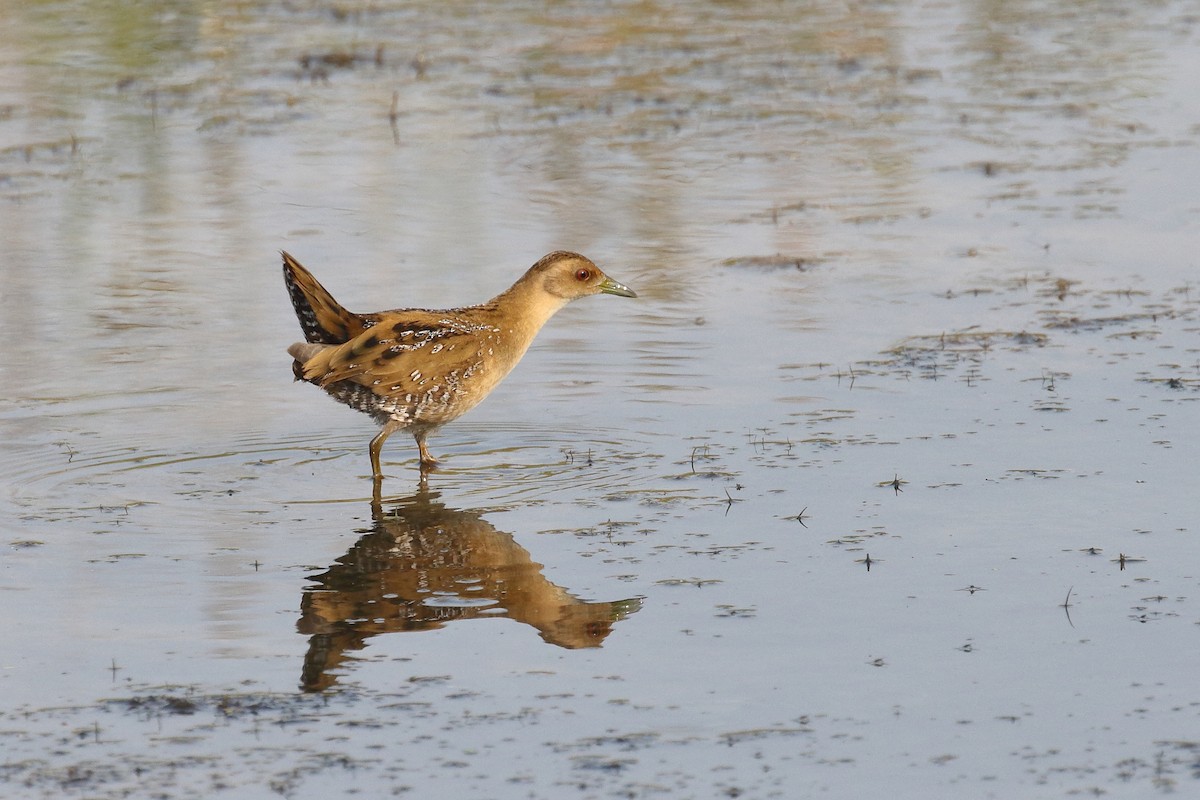 Baillon's Crake - ML646496653