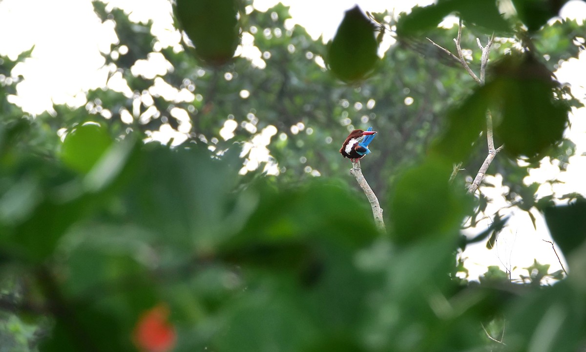 White-throated Kingfisher - ML646496654