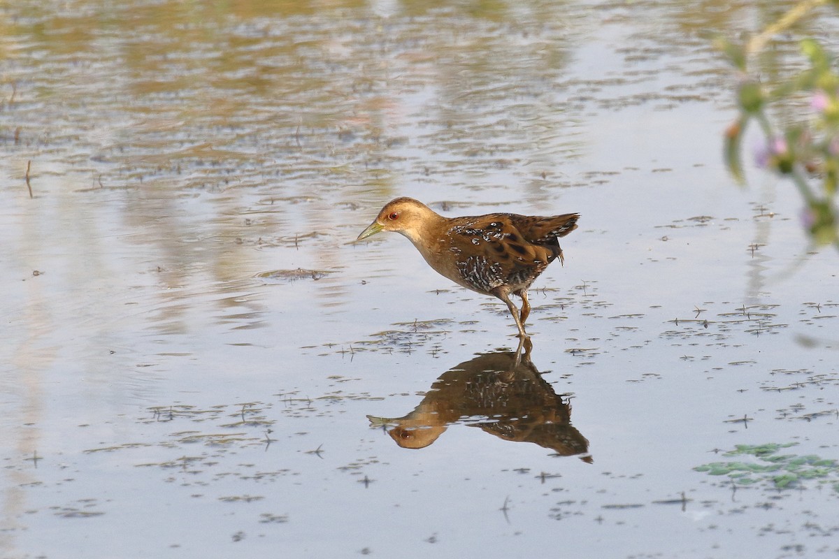 Baillon's Crake - ML646496655