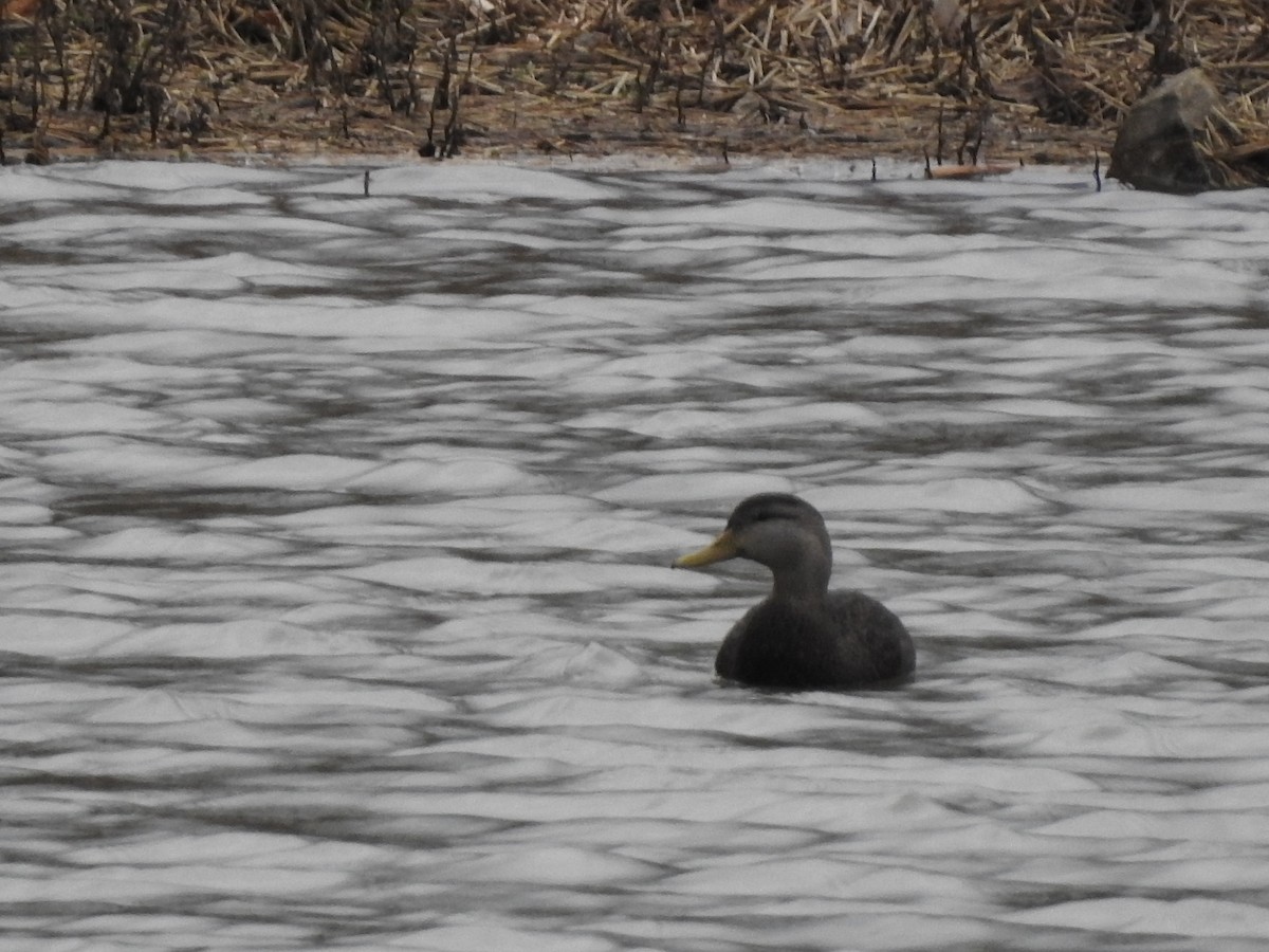 Ahate iluna - ML646496659