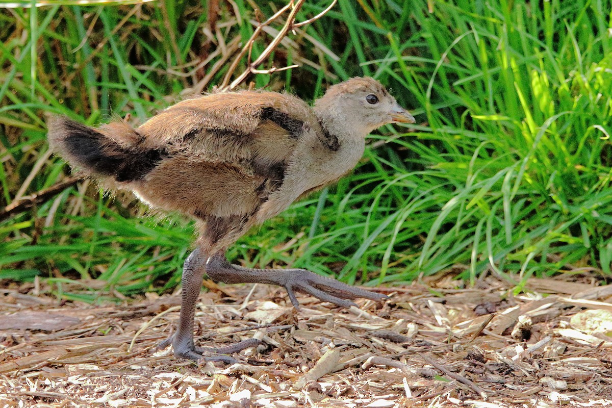 Tasmanian Nativehen - ML646496660
