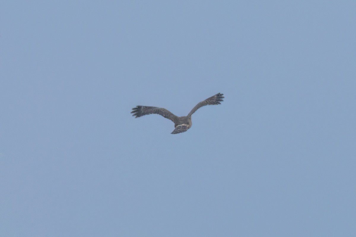Roadside Hawk - ML646496661