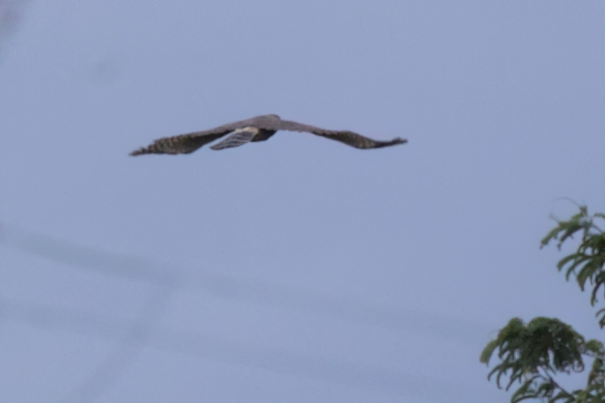 Roadside Hawk - ML646496662