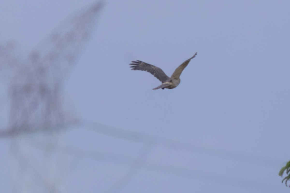 Roadside Hawk - ML646496663
