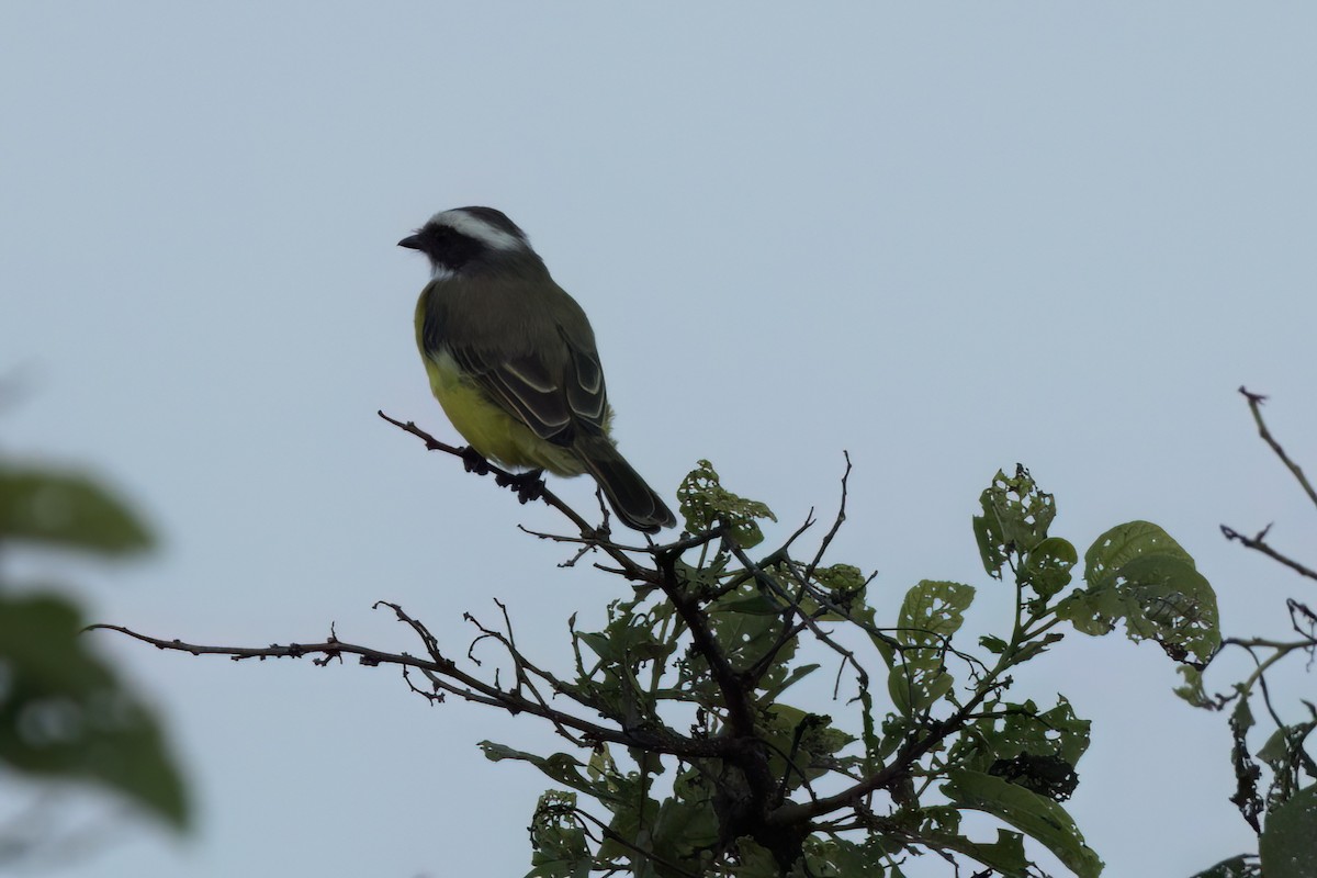 Красношапочный бентеви - ML646496664