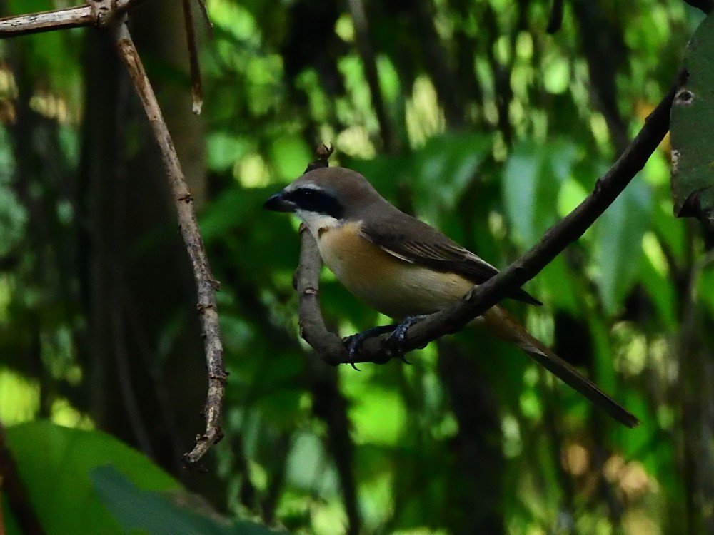 アカモズ - ML646496665