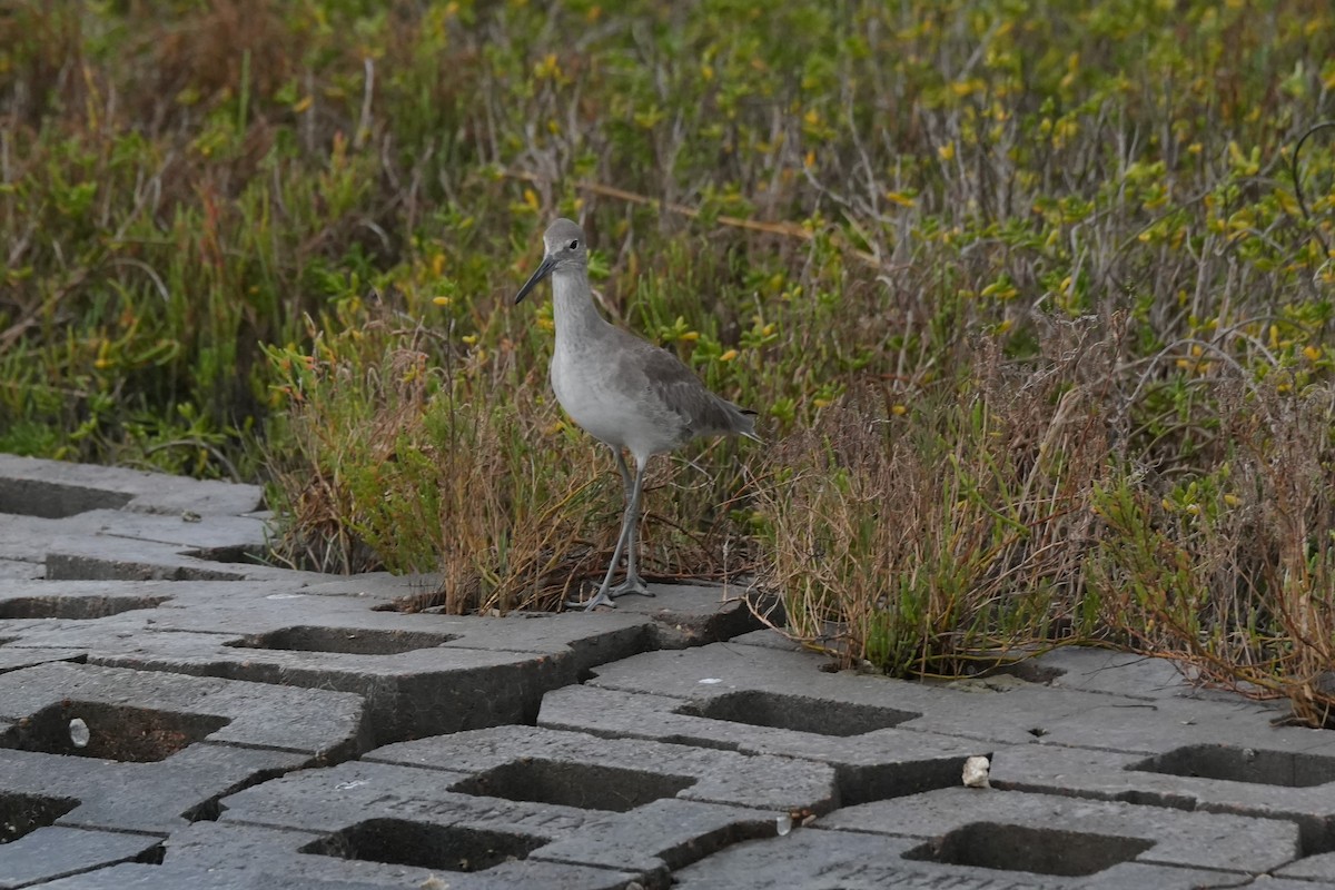 Willet - ML646496677