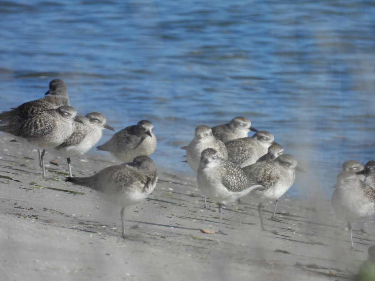 Chorlito Gris - ML646496681