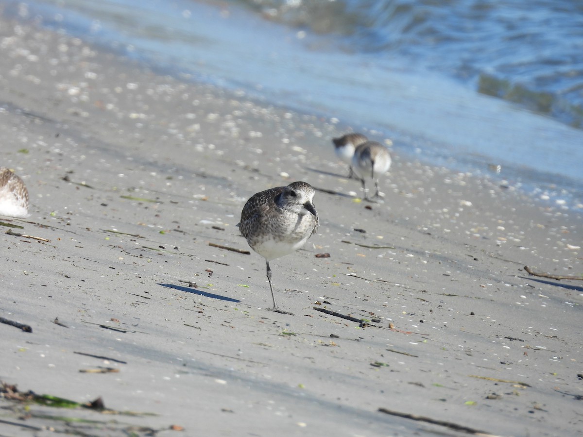 Chorlito Gris - ML646496682