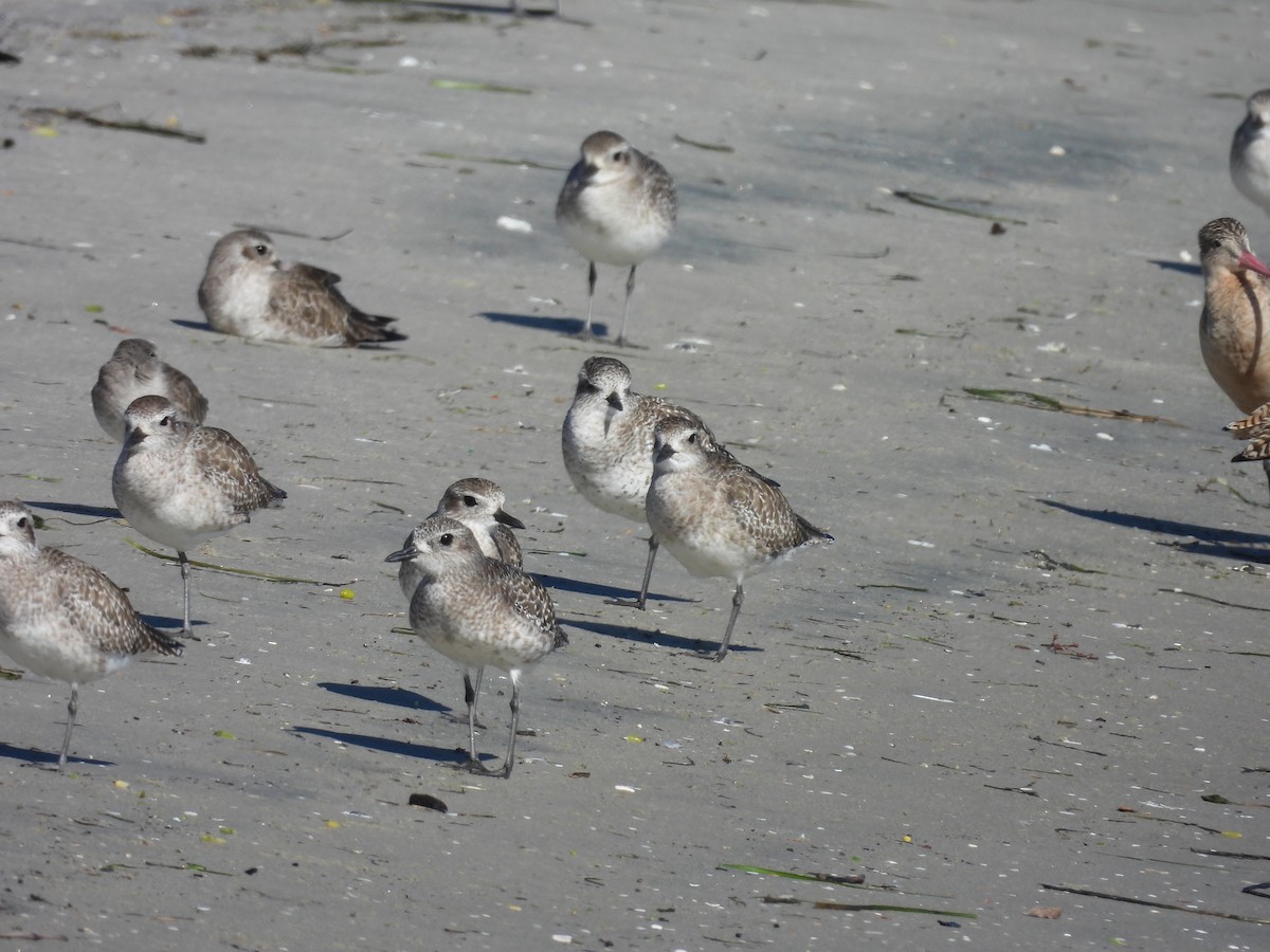 Chorlito Gris - ML646496683